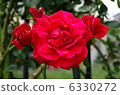 rose rose 6330272