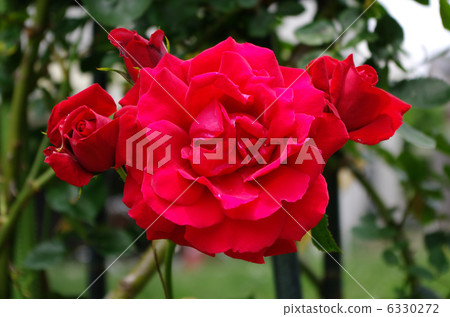 rose rose 6330272