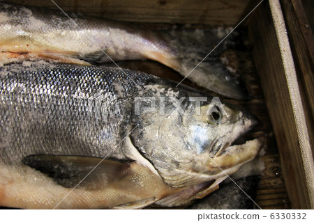 New spring salmon 6330332