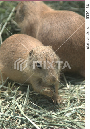 Prairie dog Prairie dog 6330488