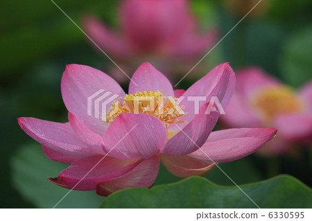 Oga lotus of Fujimi cho and well well ass ruins park park 6330595