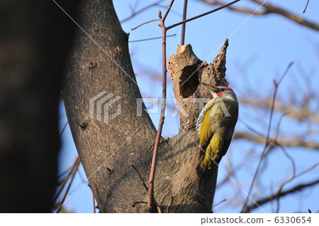 Aogera Aogera 6330654