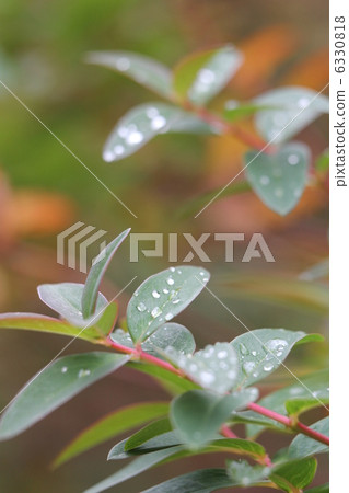 Morning dew on the leaves of Quincebai 6330818