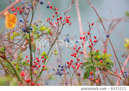 Blue and red tree nuts 6331211