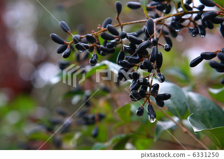 Blue fruits of wet rat rice Blue fruits of wet rat rice 6331250