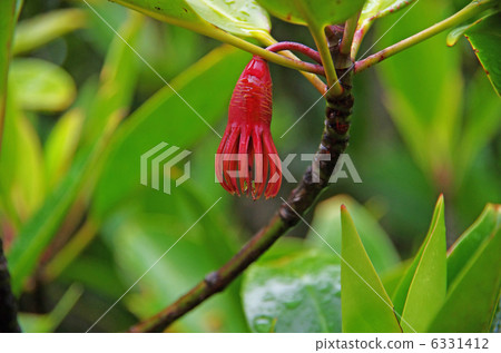 Calyxian花萼（沖繩）（沖繩的Hirugi森林·Keisasu海灣） 6331412