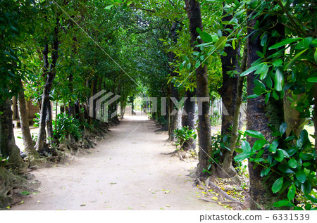 Bise Fukugi Namiki（沖繩） 6331539