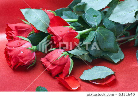 Valentine's day roses 6331640