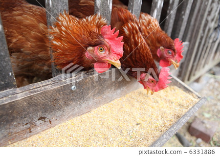 Chicken in the meal 6331886