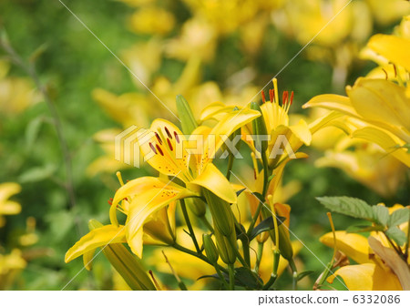 尤里_黃_閃耀 尤里_黃_閃耀 6332086