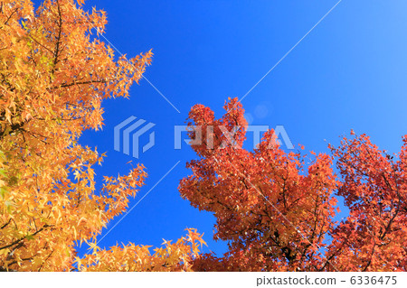 Autumn leaves autumn Mizumoto Park Autumn leaves autumn Mizumoto Park 6336475