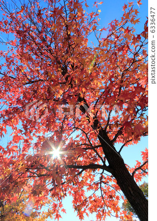 Autumn leaves autumn Mizumoto Park Autumn leaves autumn Mizumoto Park 6336477