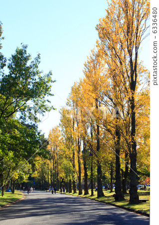 Autumn leaves autumn Mizumoto Park 6336480
