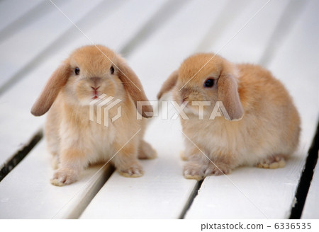 Rop Year Rabbit 6336535