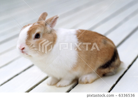 Mini rabbit 6336536