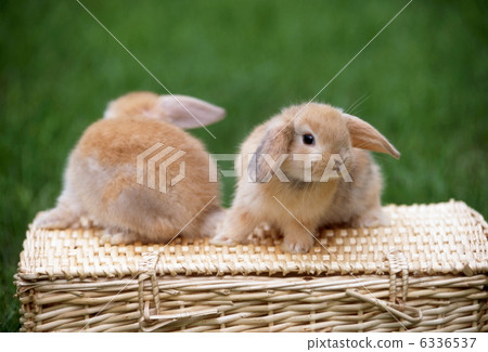 Rop Year Rabbit 6336537