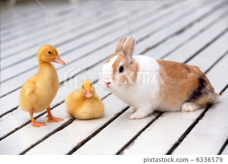 A duckling girl and a mini rabbit 6336579