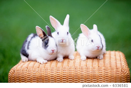 Lined row bunny 6336581