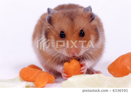 Golden hamster 6336591
