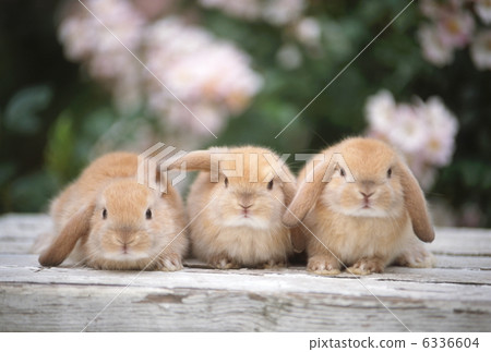 Rop Year Rabbit Rop Year Rabbit 6336604