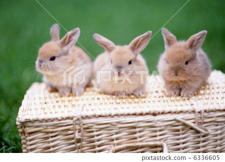 Rop Year Rabbit 6336605