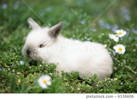 迷你兔 6336606
