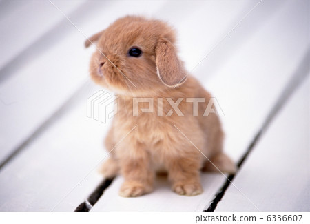 羅普年兔 6336607