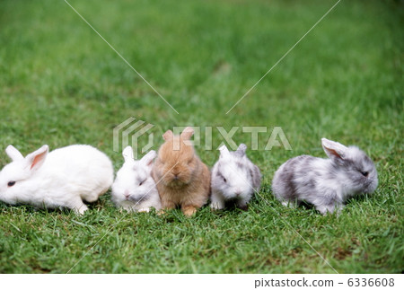 內襯行兔子 6336608