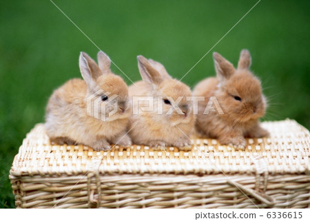Rop Year Rabbit Rop Year Rabbit 6336615
