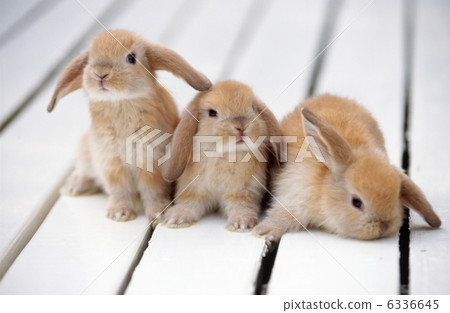 Rop Year Rabbit Rop Year Rabbit 6336645