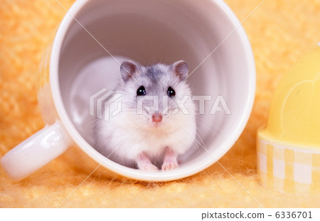 Djangarian hamster Djangarian hamster 6336701