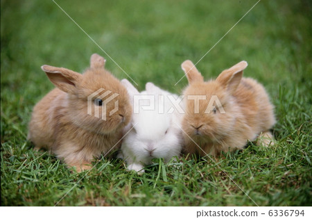 Lined row bunny 6336794