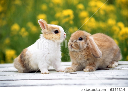 迷你兔和Rop年兔 迷你兔和Rop年兔 6336814