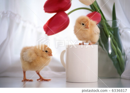 Chick	 6336817