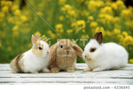 Rop year rabbit and mini rabbit Rop year rabbit and mini rabbit 6336845