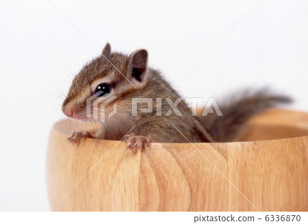 Chipmunk Chipmunk 6336870
