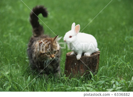 Kitten and white rabbit Kitten and white rabbit 6336882