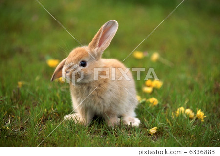 Rop Year Rabbit Rop Year Rabbit 6336883