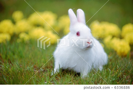 White rabbit 6336886