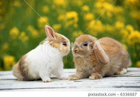 Rop year rabbit and mini rabbit 6336887