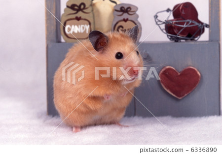 金卡倉鼠 6336890