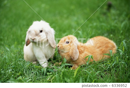 羅普年兔 羅普年兔 6336952