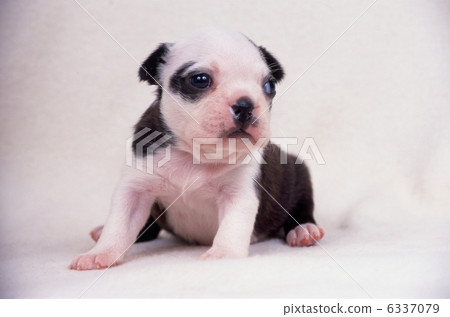 Boston Terrier Boston Terrier 6337079