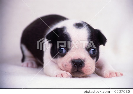 Boston Terrier Boston Terrier 6337080