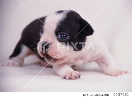 Boston Terrier 6337081