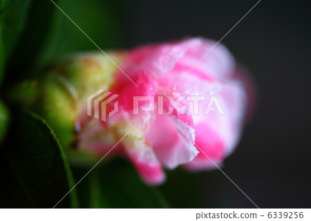 Wabisuke and morning dew Wabisuke and morning dew 6339256