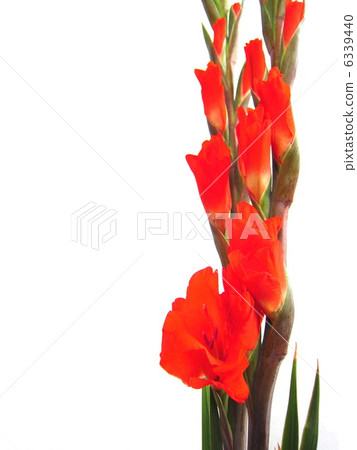 Gladiolus 6339440