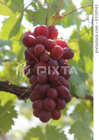 Beni ballad to become a grape shelf 6339543