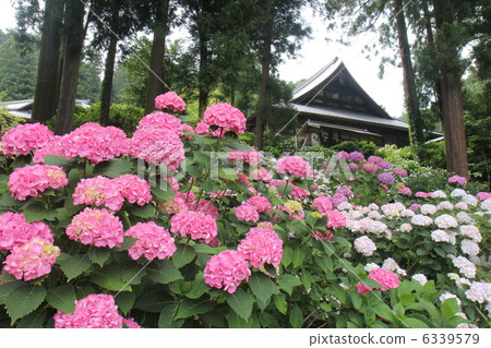 Myokoji寺的繡球花 6339579