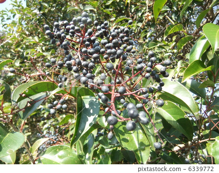 Toe mimicchi real 6339772